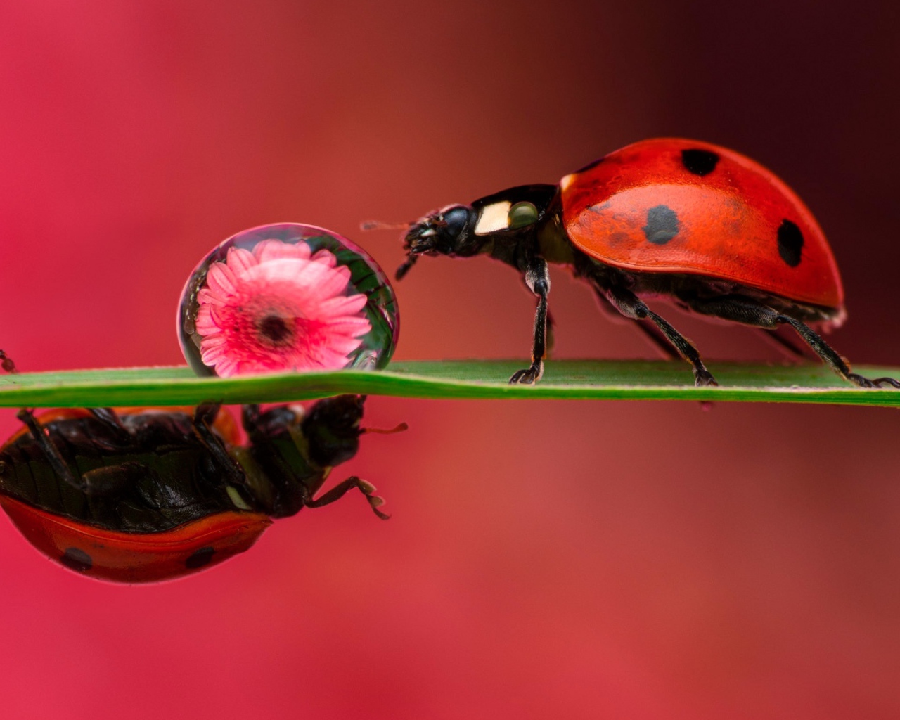 Две божьих коровки на зеленом листе с каплей росы