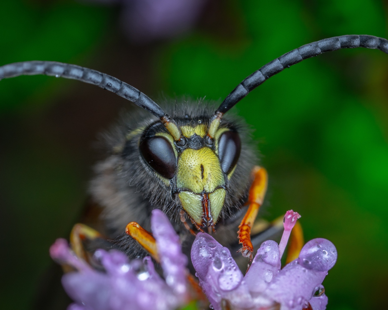 Голова осы на цветке крупным планом