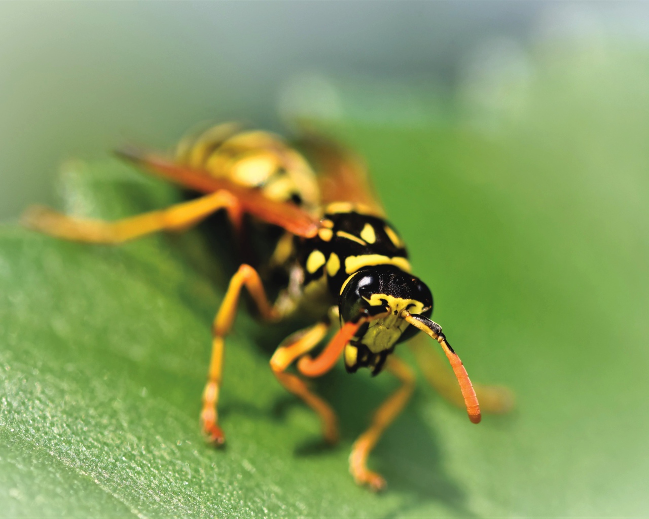 Wasp sits on a green leaf close-up