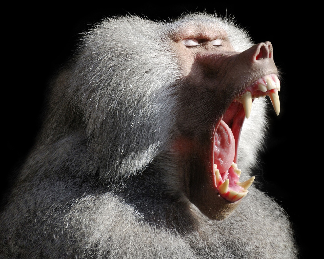 Большой павиан зевает на черном фоне