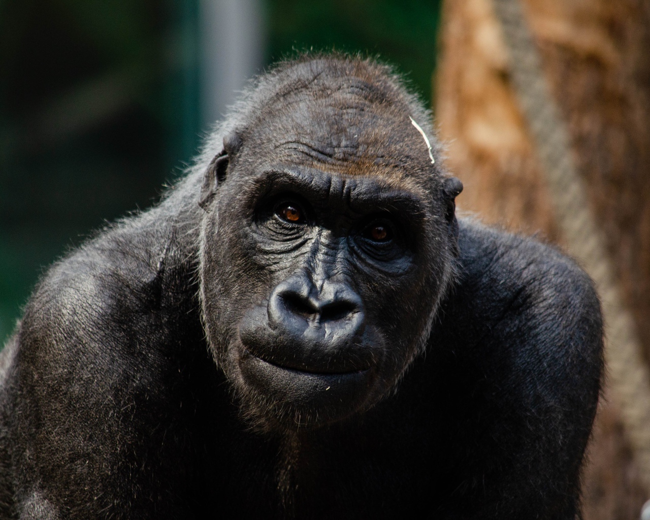 Большая черная горилла в зоопарке
