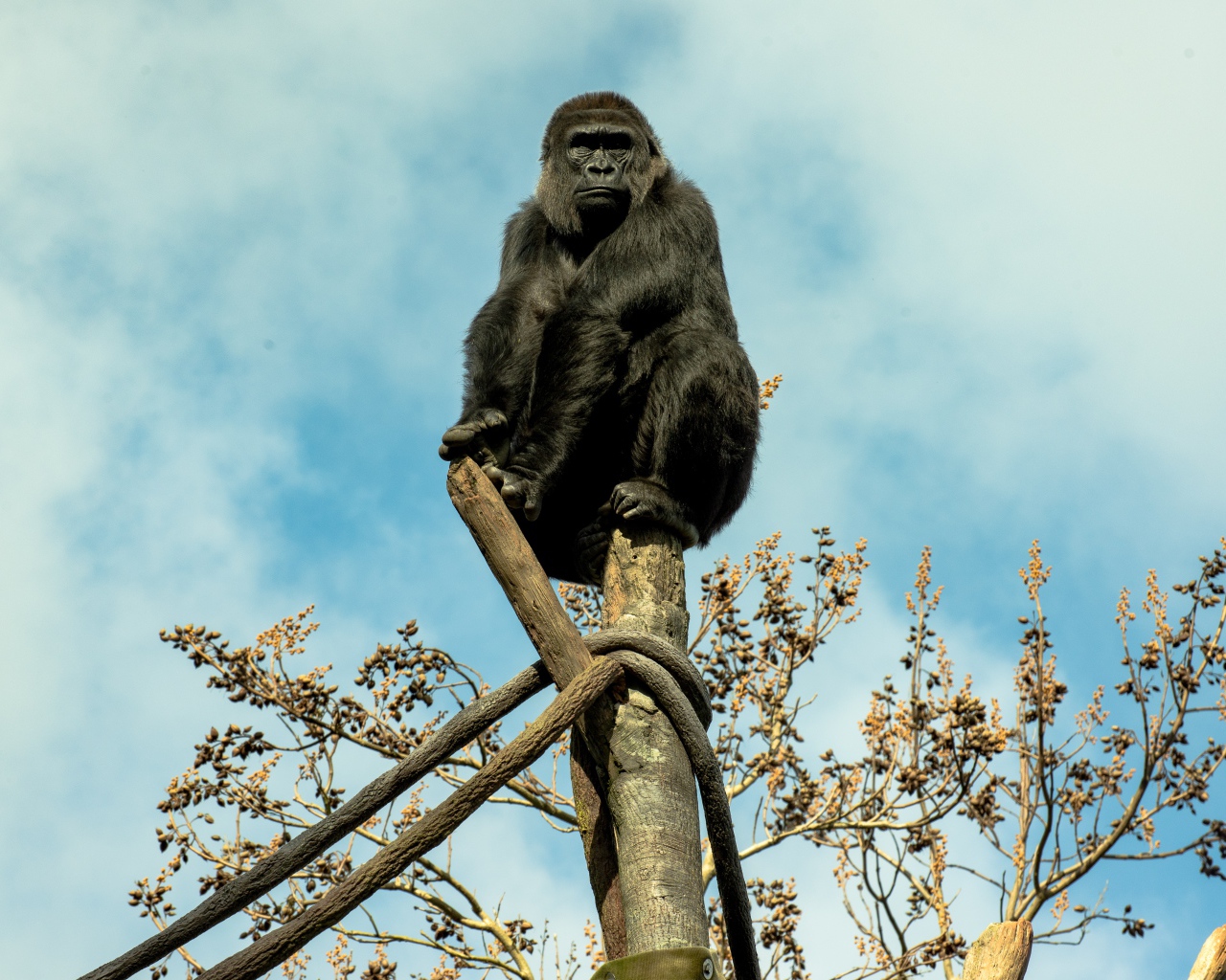 Big black gorilla sits on a tree trunk