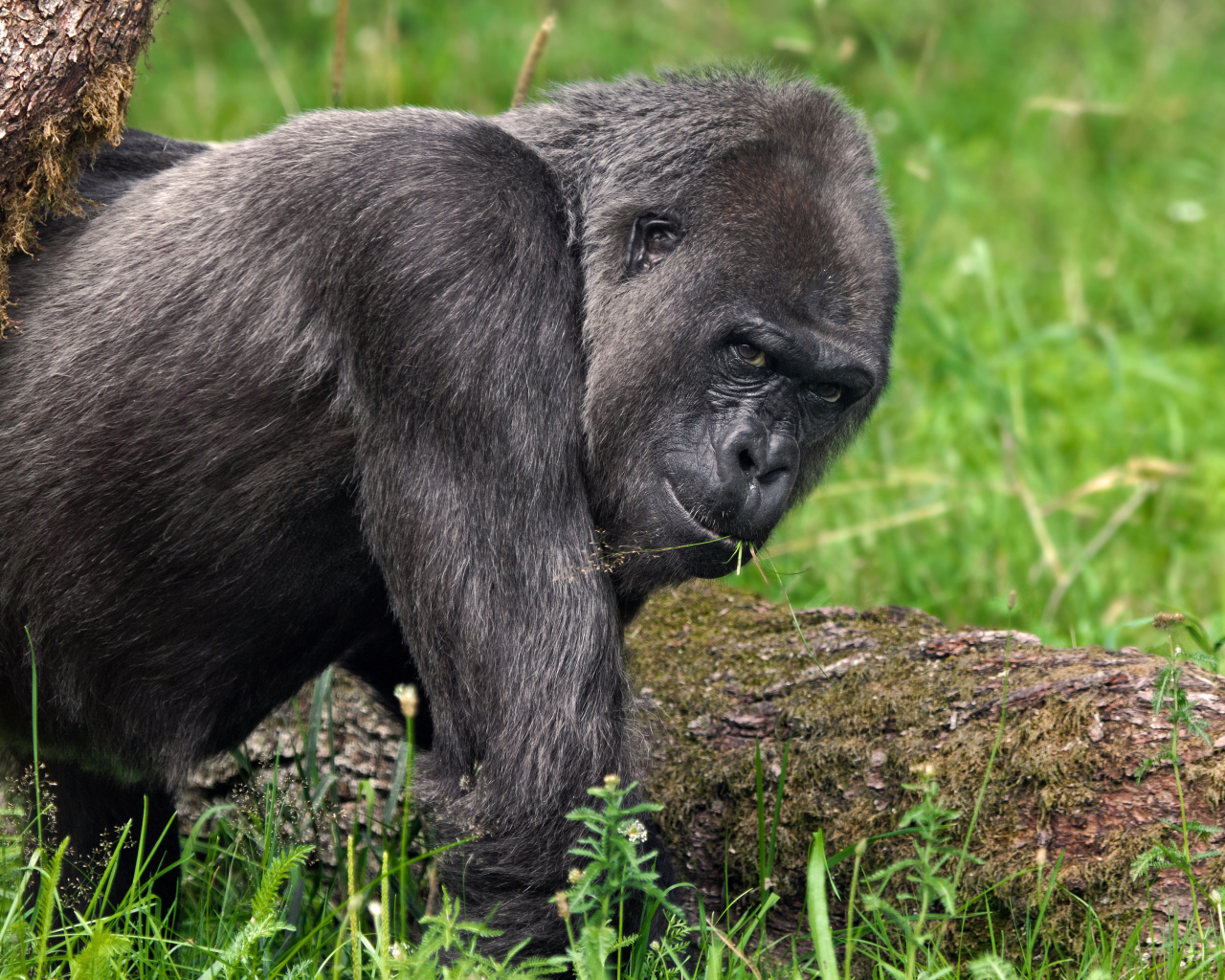 Большая черная горилла идет по траве
