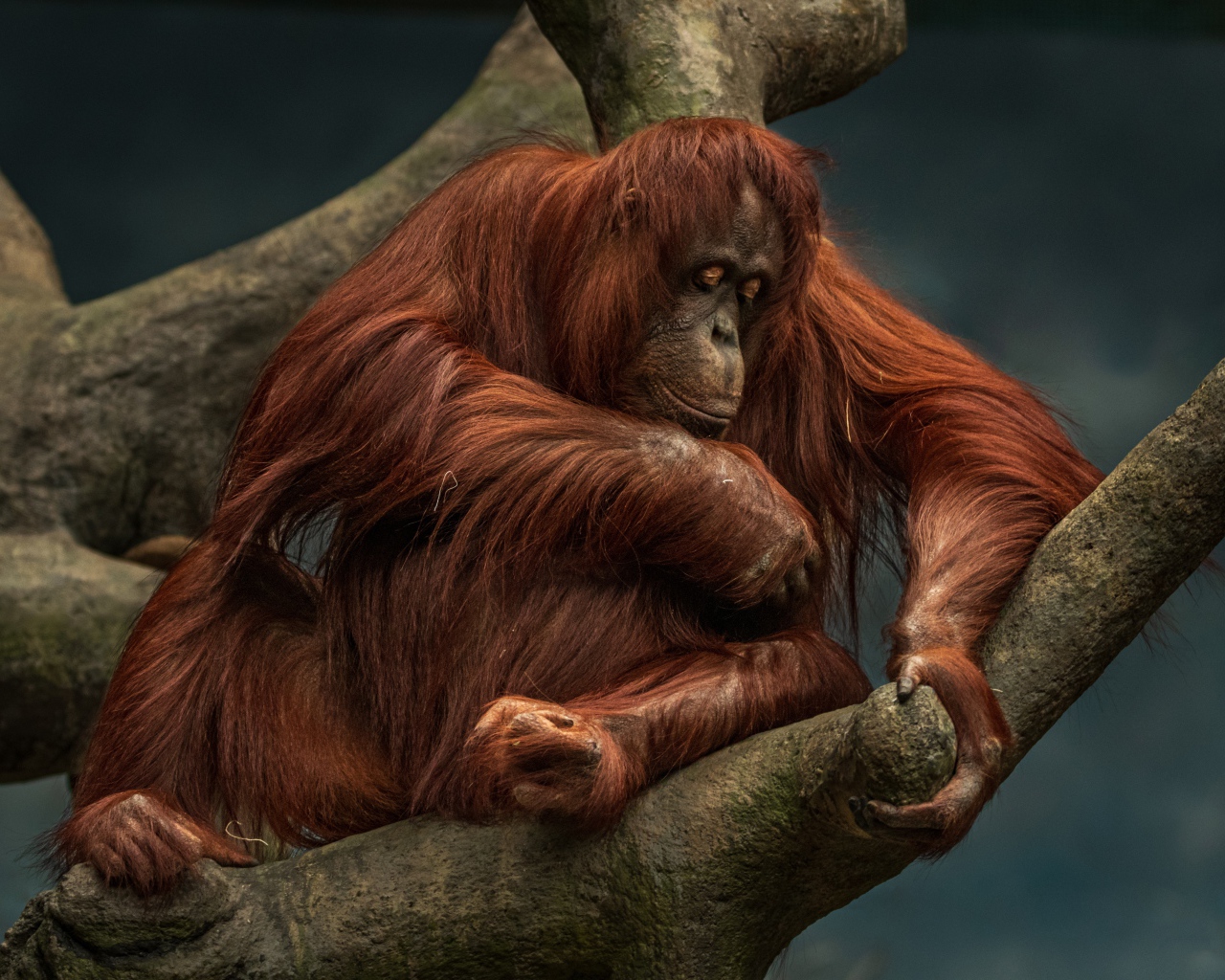 Большой орангутанг сидит на дереве 