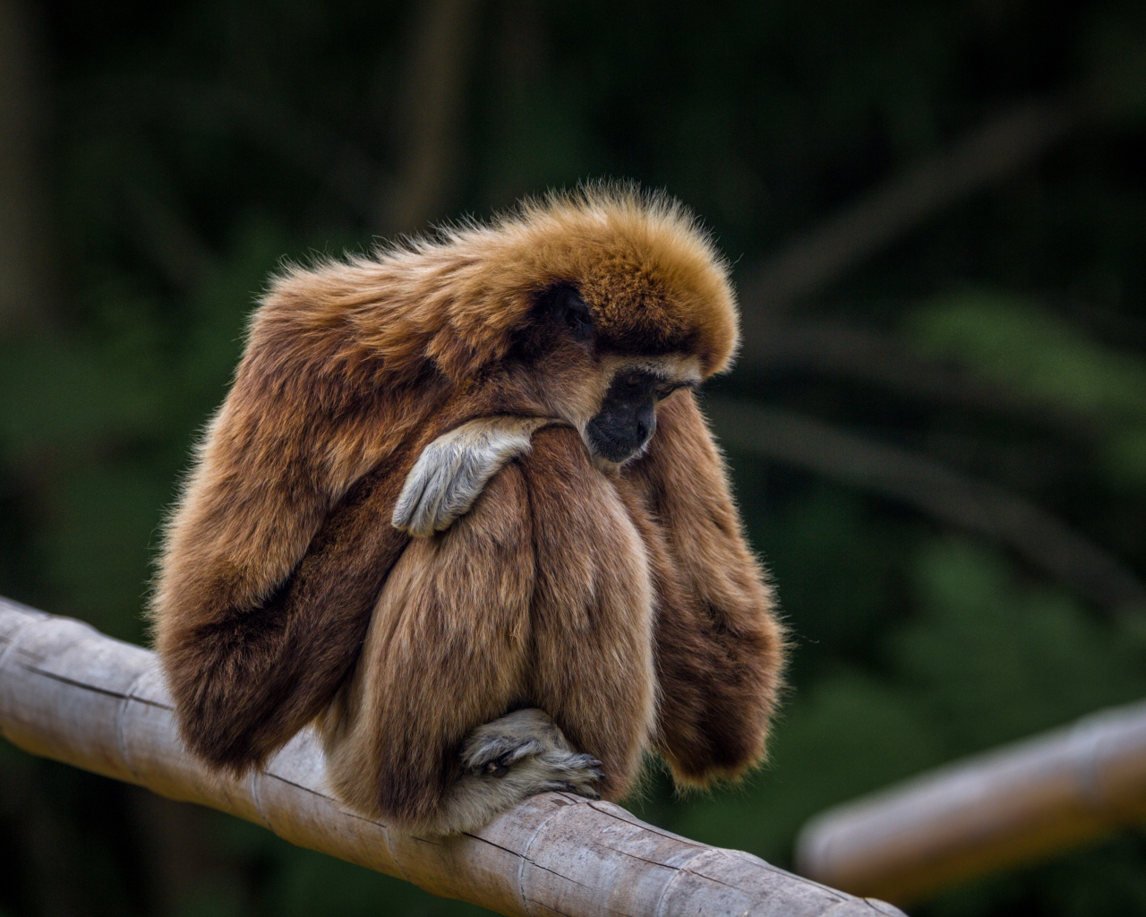Гиббон сидит на ветке дерева
