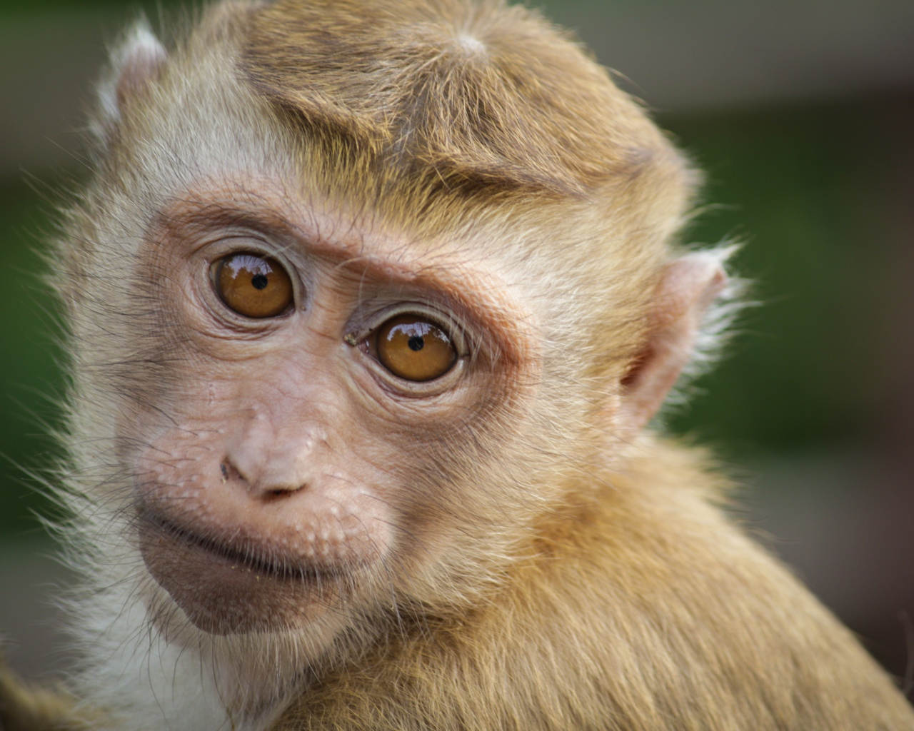 Маленькая обезьяна крупным планом