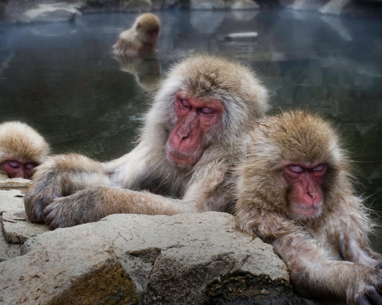 Обезьяны греются в горячих родниках 