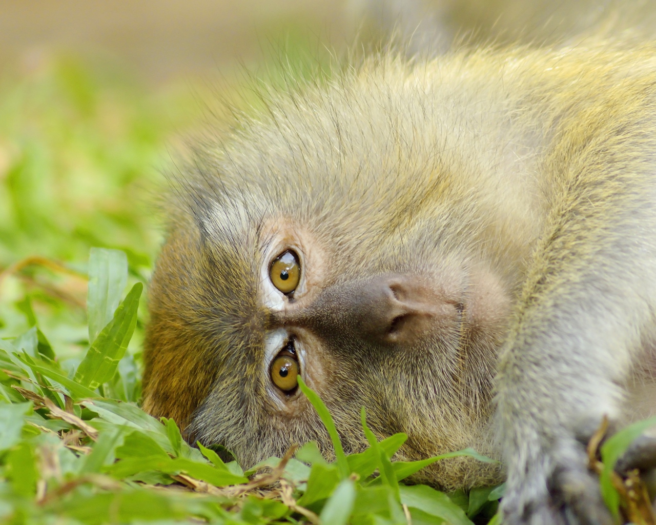 Обезьяна лежит на зеленой траве