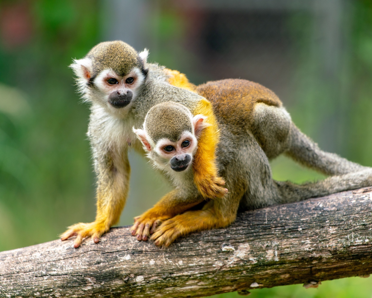 Две обезьяны саймири сидят на ветке