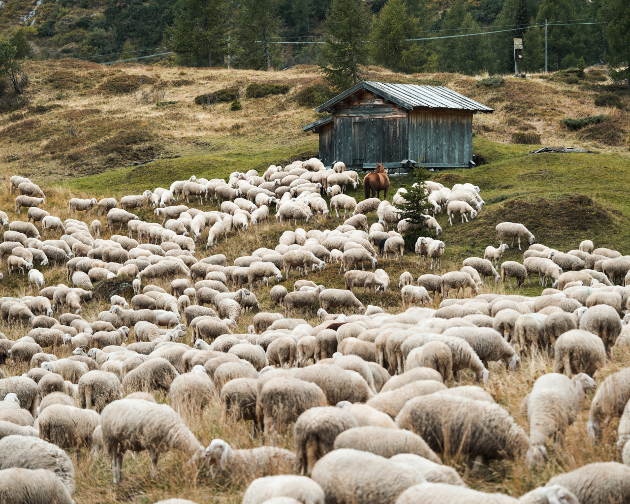 Стадо овец пасется на природе 
