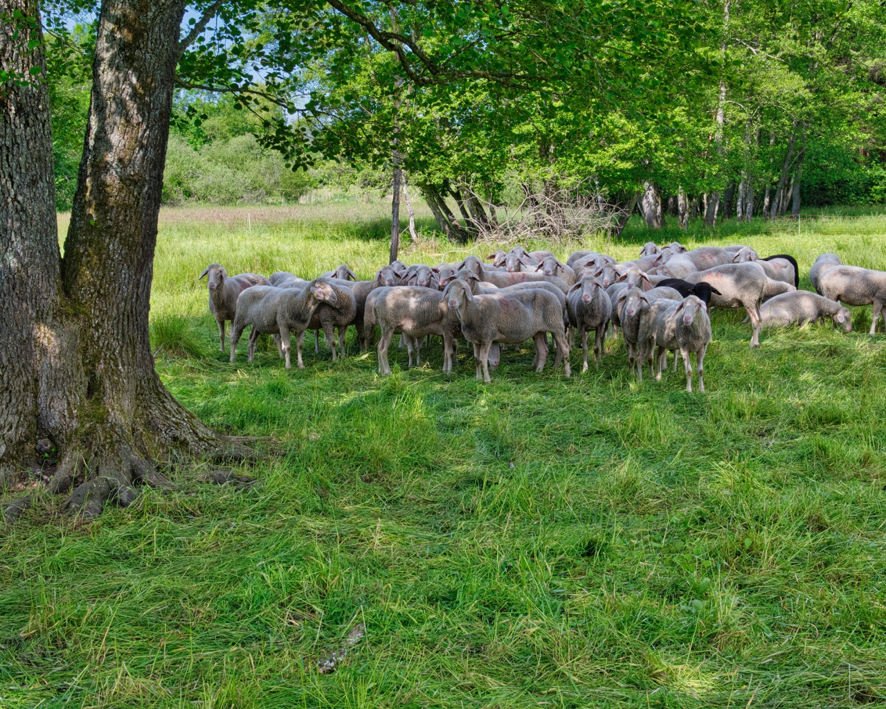 Стадо овец пасется на зеленой траве под деревом