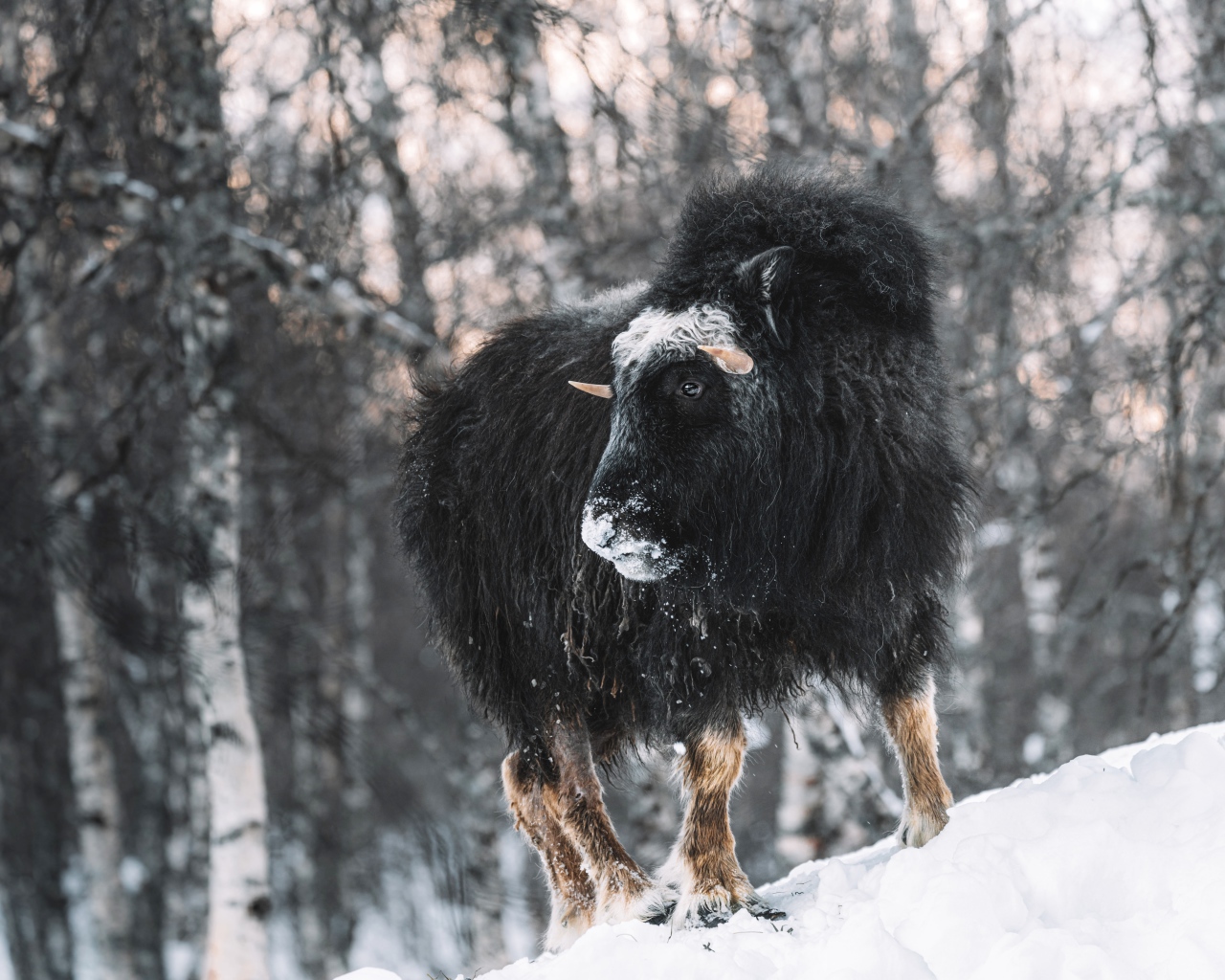 Американский бизон в зимнем лесу 