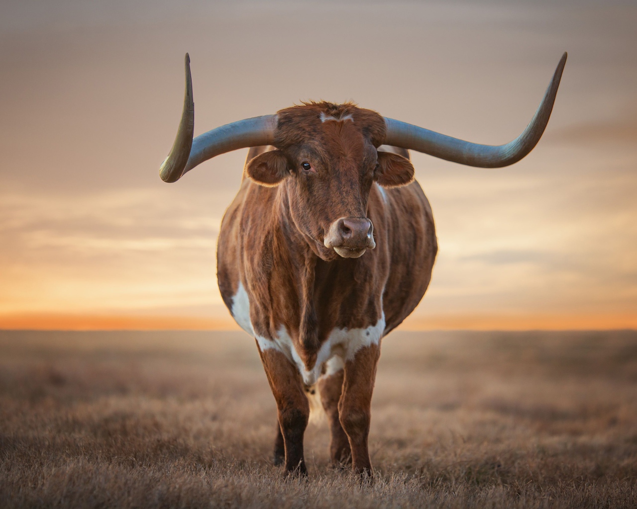 Большой коричневый бык с большими рогами