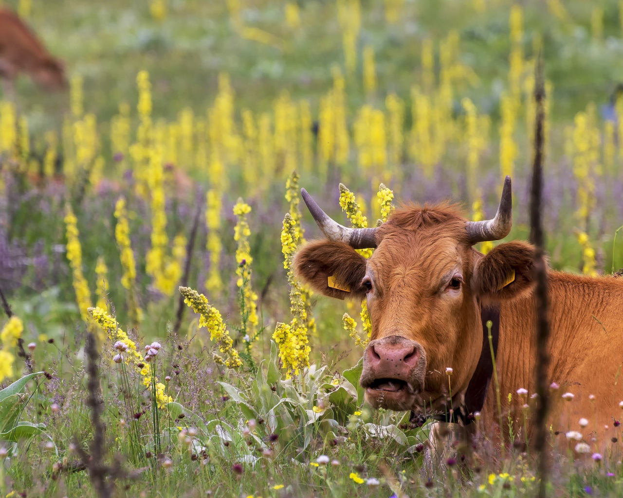 Большие коричневые коровы пасутся на поле с цветами