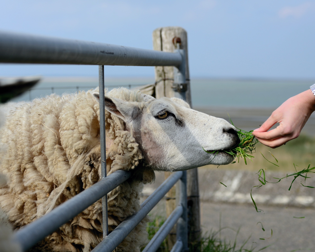 Большая пушистая овца ест траву на ферме 