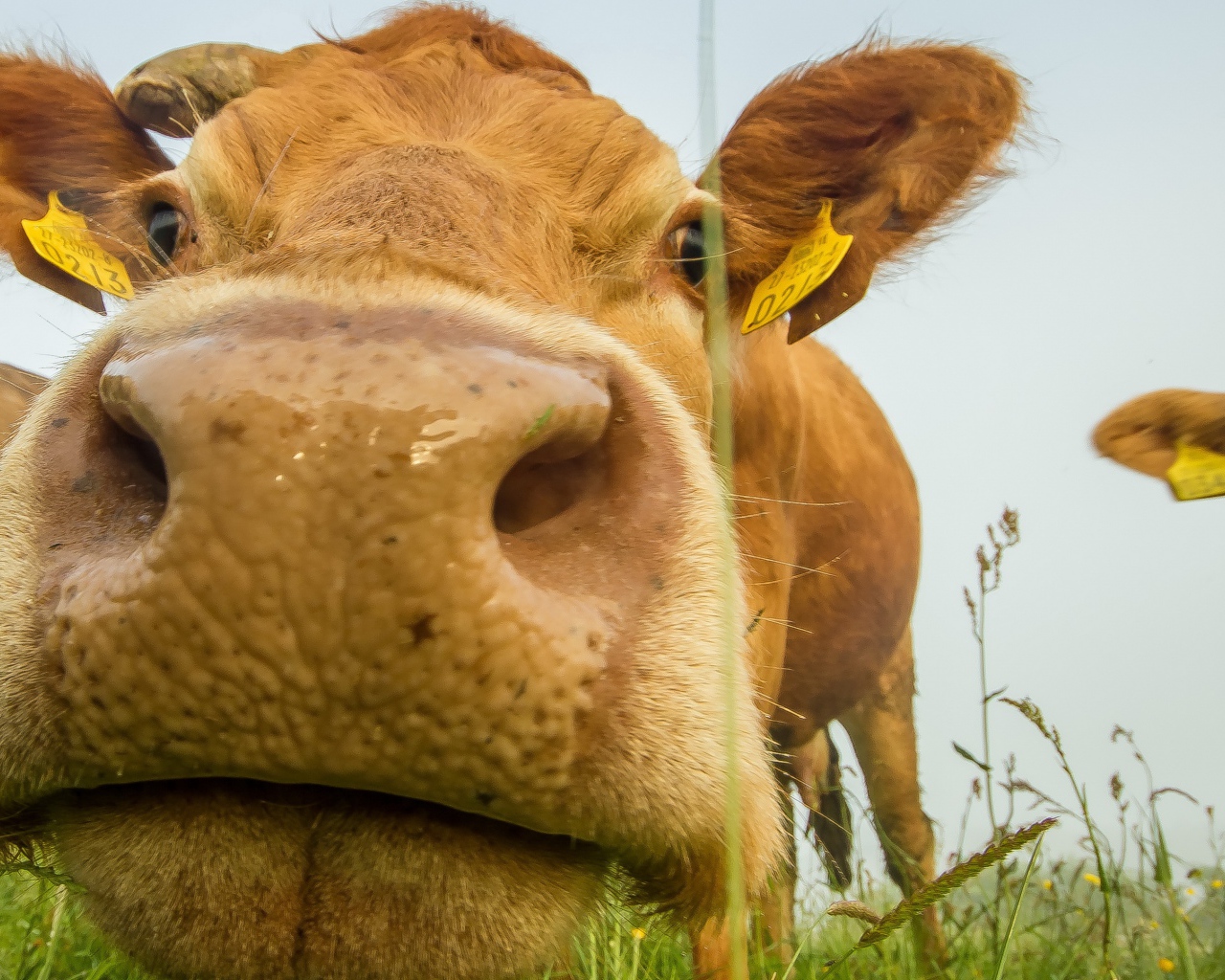 Большой мокрый нос коровы крупным планом