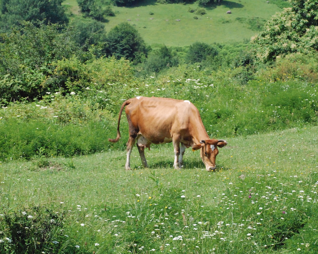Коричневая корова пасется на зеленом лугу 