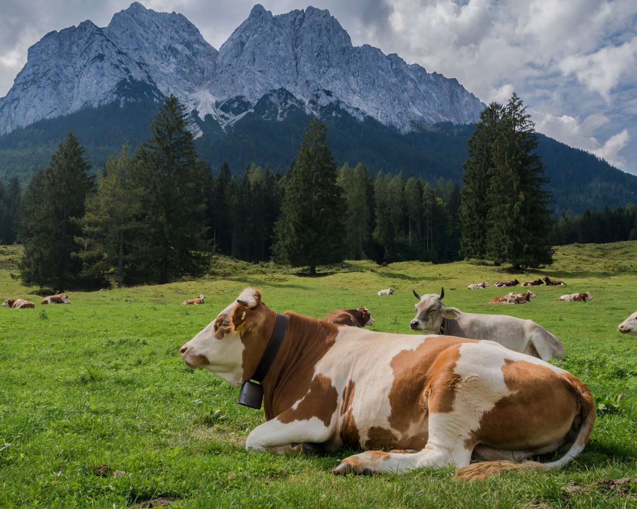 Коровы пасутся на альпийском луге на фоне гор 