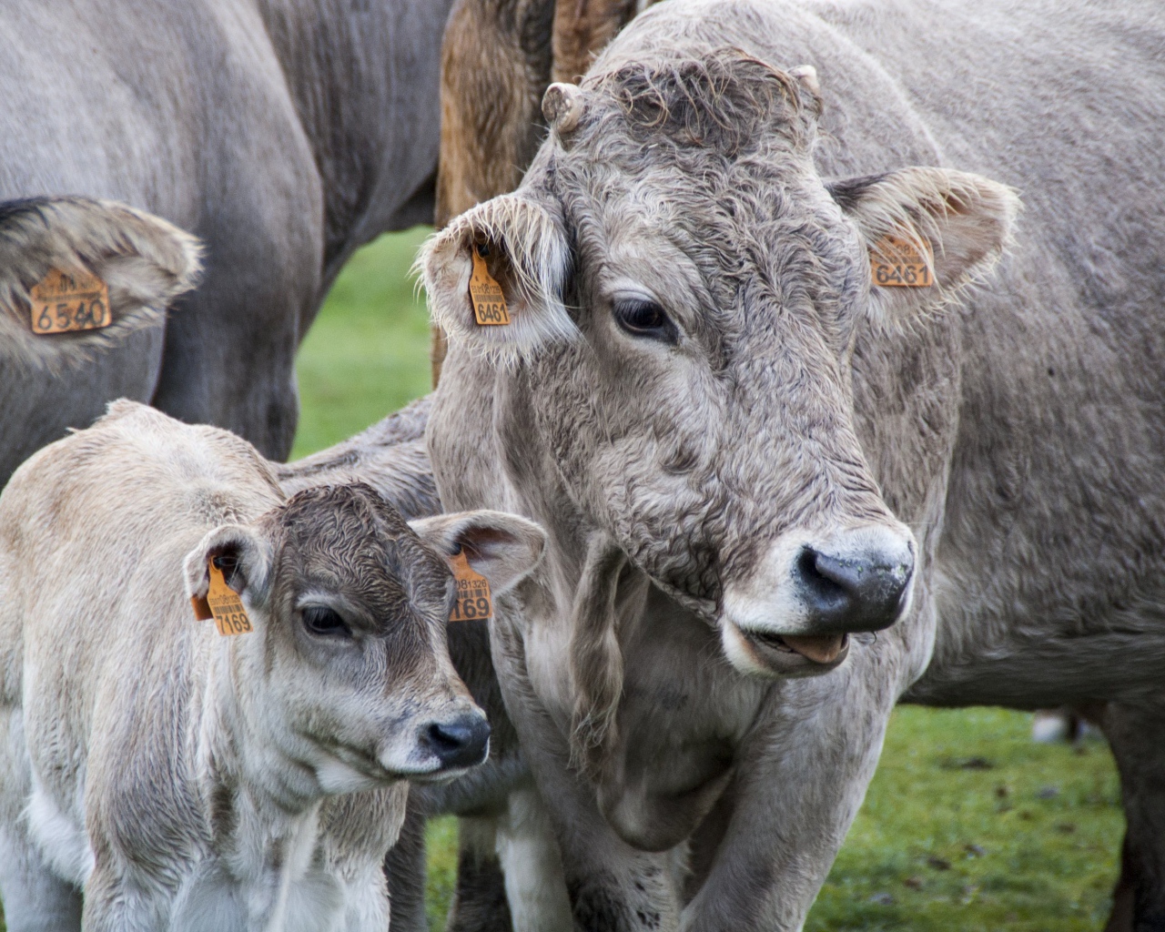 Коровы с телятами на ферме 