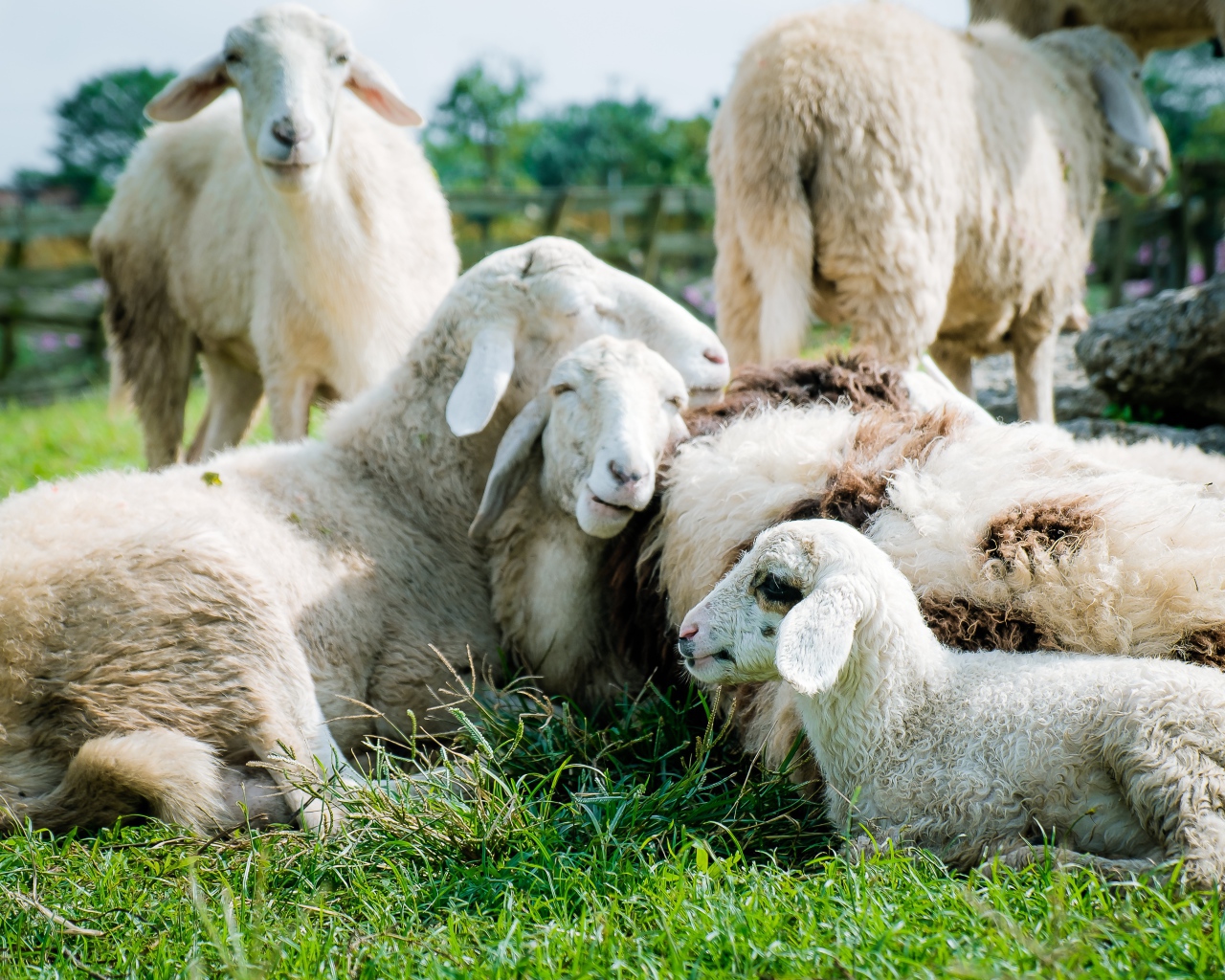 Домашние овцы лежат на зеленой траве