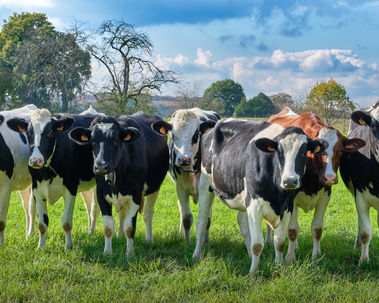 Стадо коров пасется на зеленом лугу 