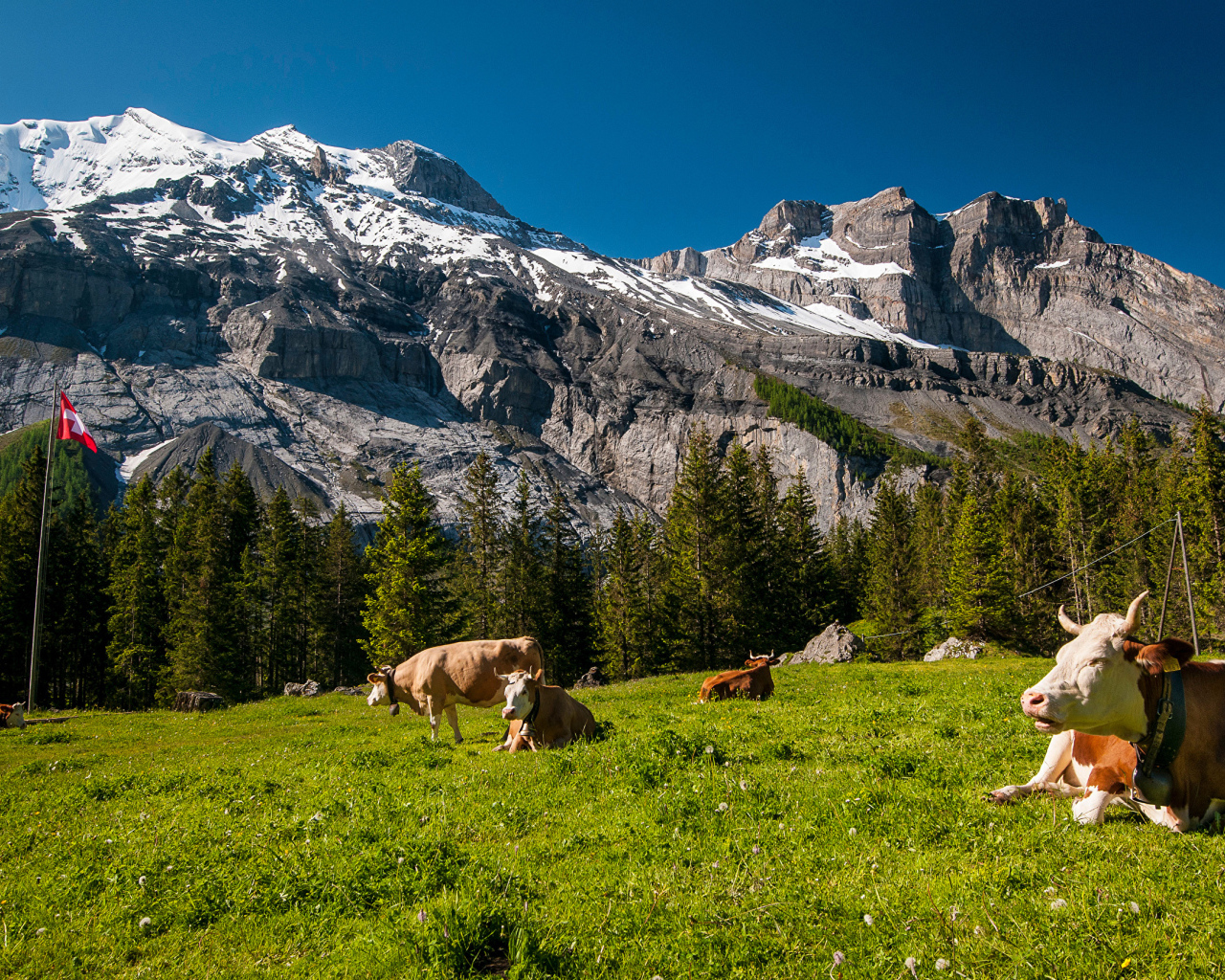 Стадо коров на зеленом лугу в горах