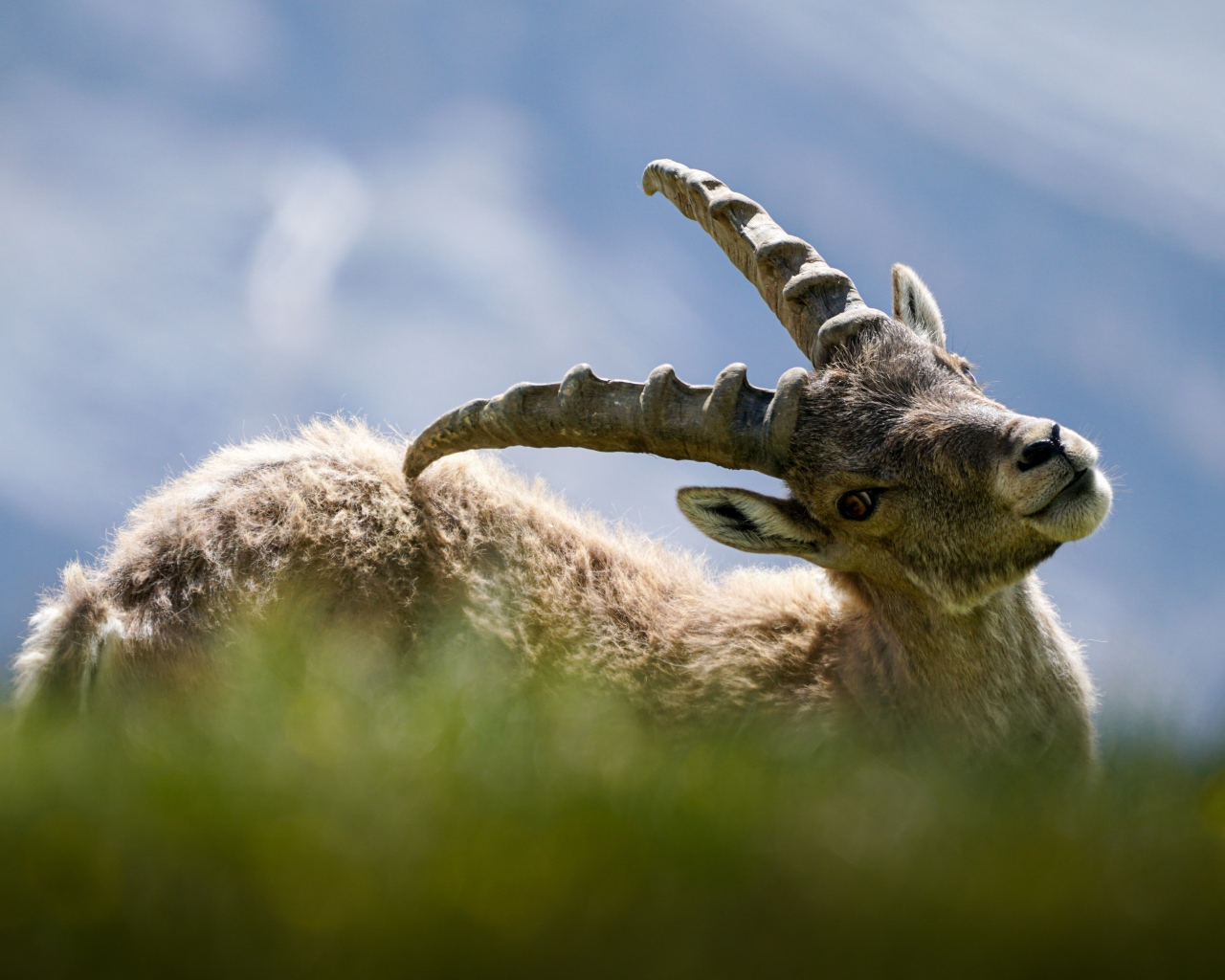 Муфлон чешет спину рогами