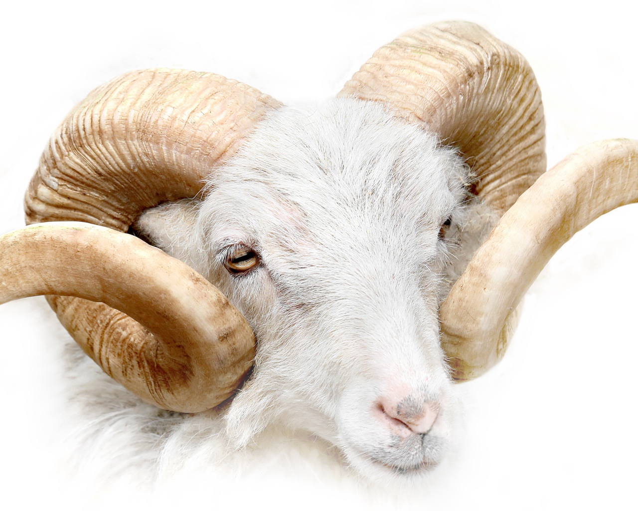 Баран с большими рогами на белом фоне