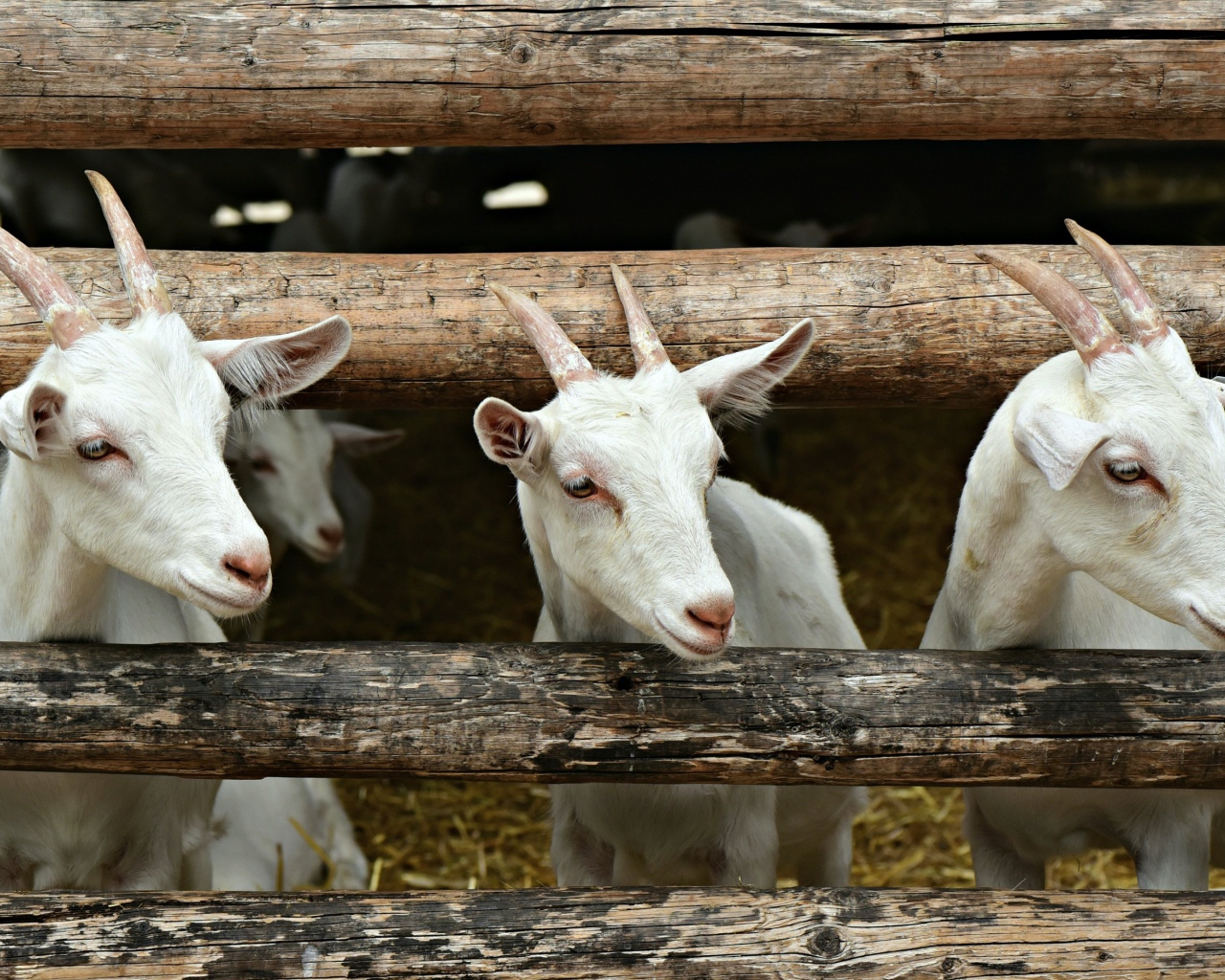 Три белых козленка в загородке 