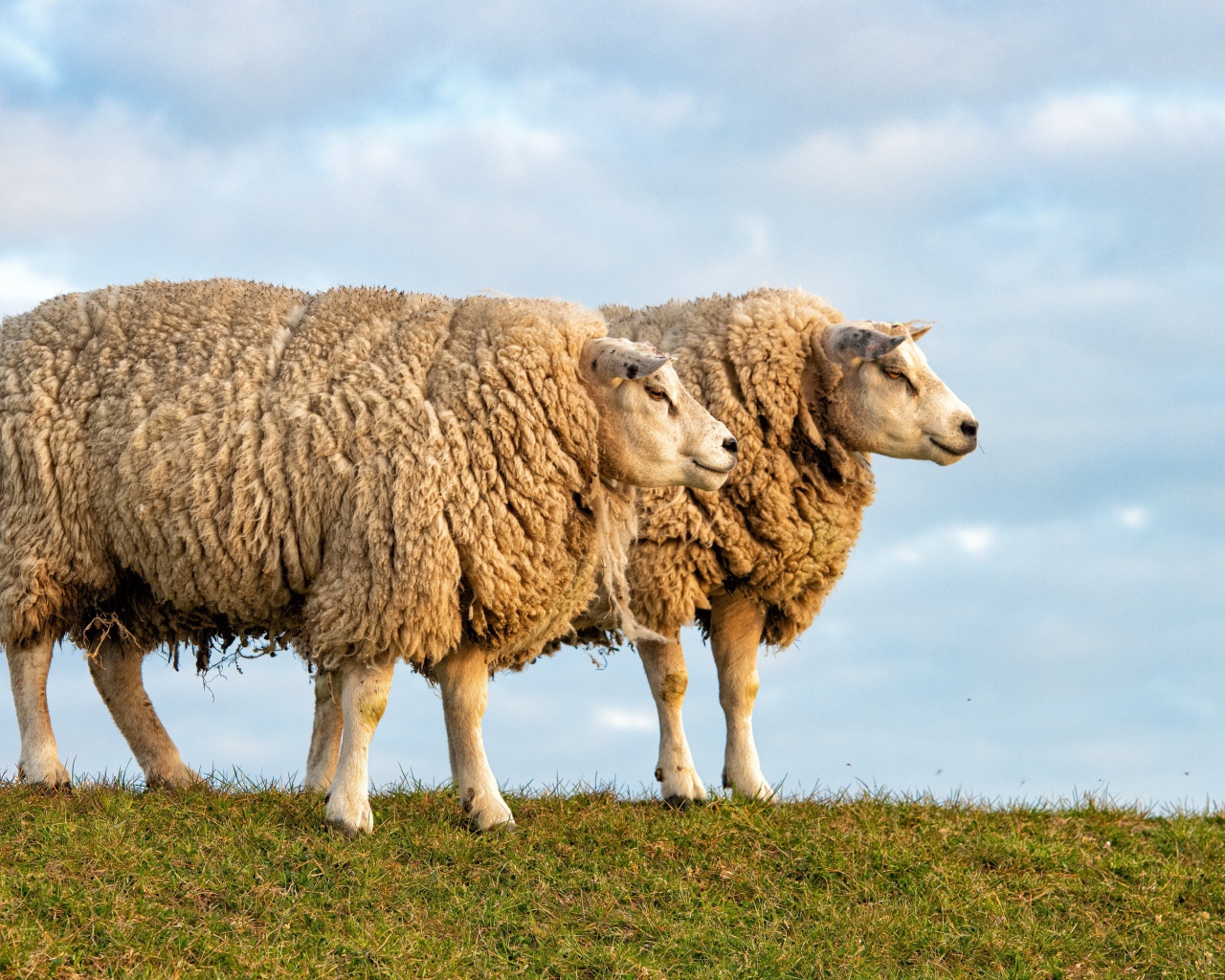 Две большие лохматые овцы на поле 