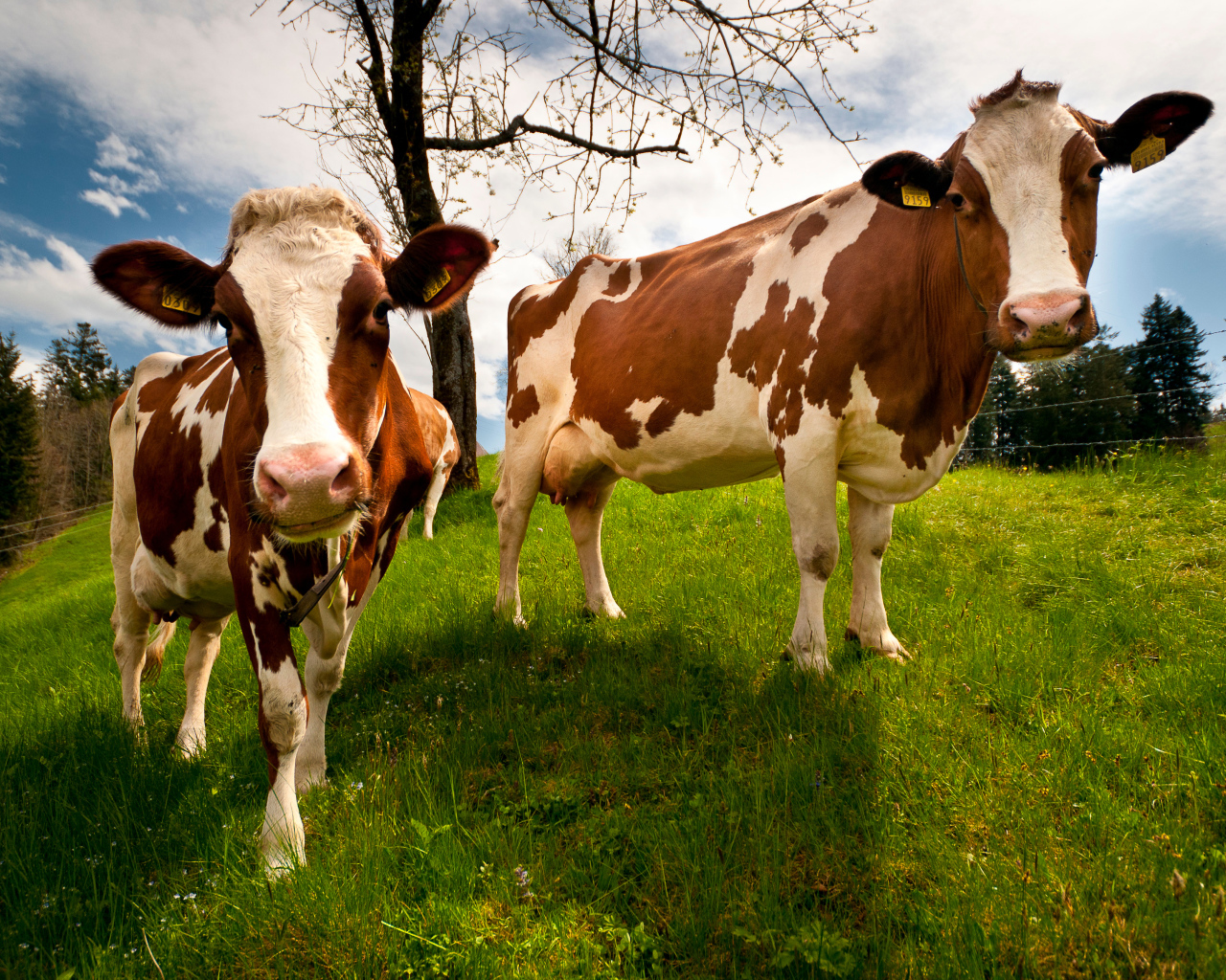 Две домашние коровы на зеленом поле 