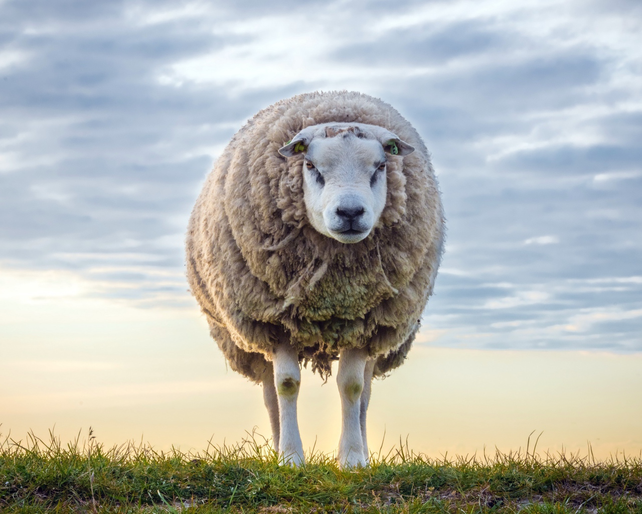 Нестриженая овца на поле на фоне неба 