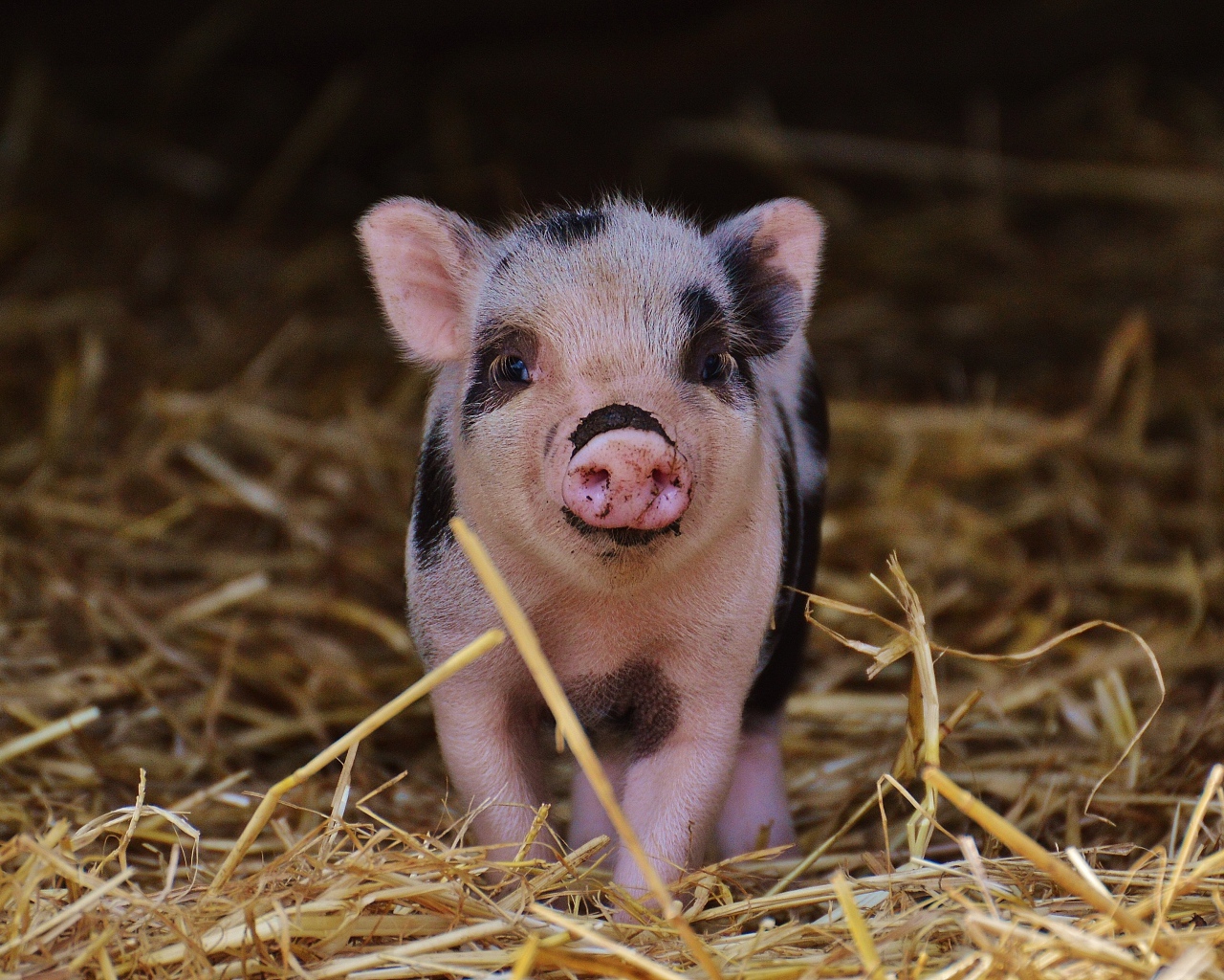 Маленький забавный поросенок в сарае на сене 