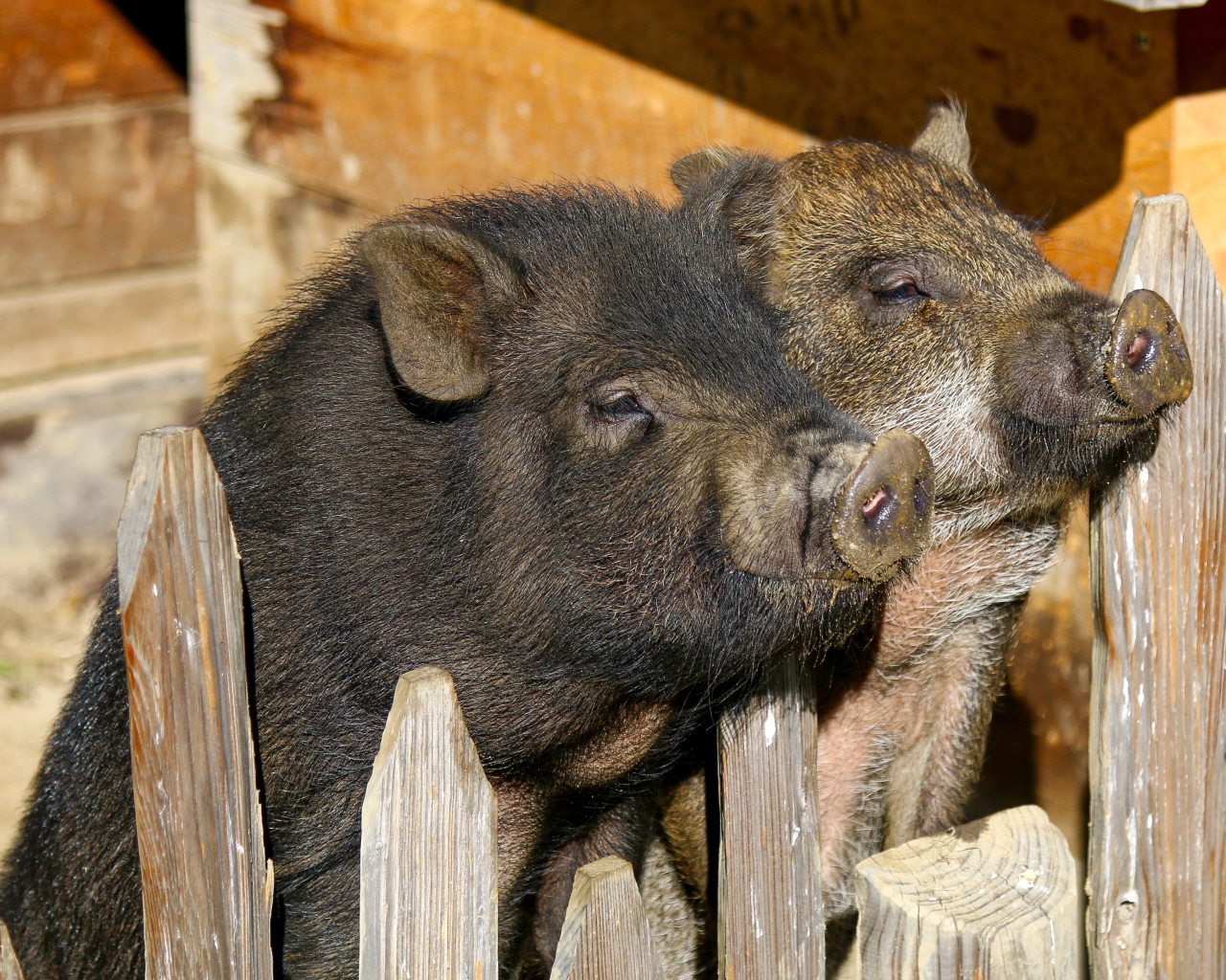 Два домашних поросенка в загородке