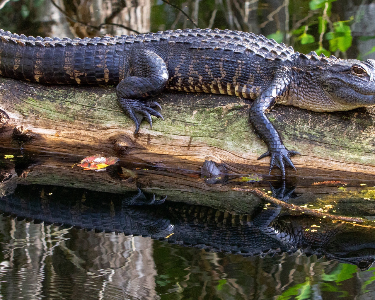 A large alligator lies on a dry tree in the water