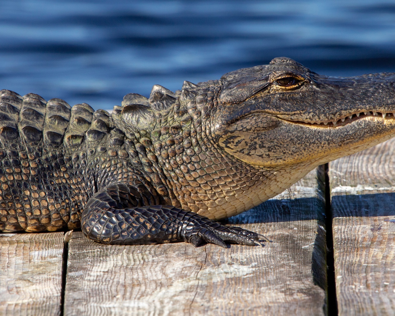 Аллигатор лежит на мосту у воды 