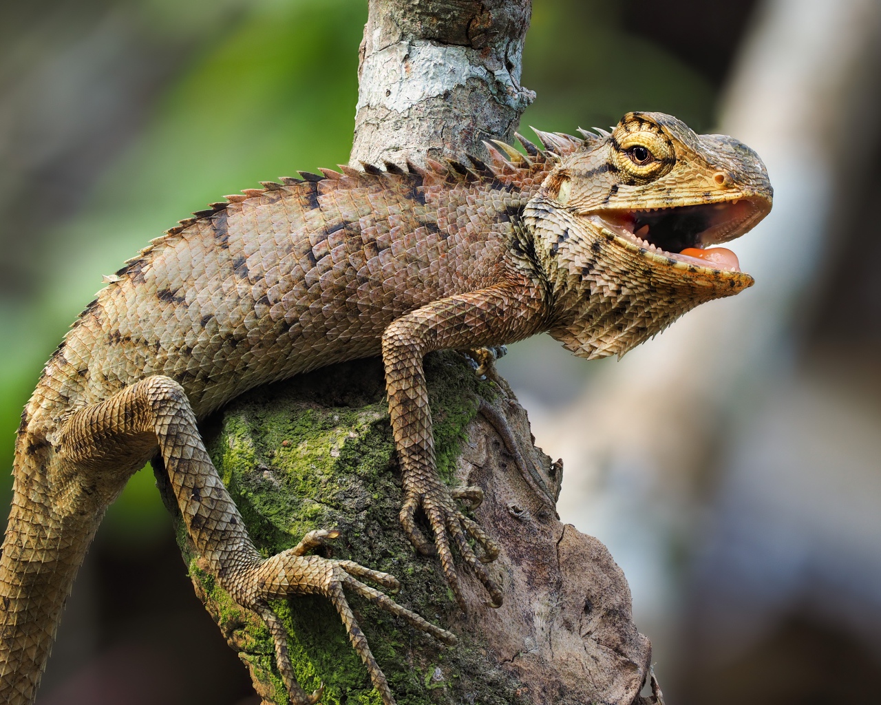Big angry iguana sits on dry tree