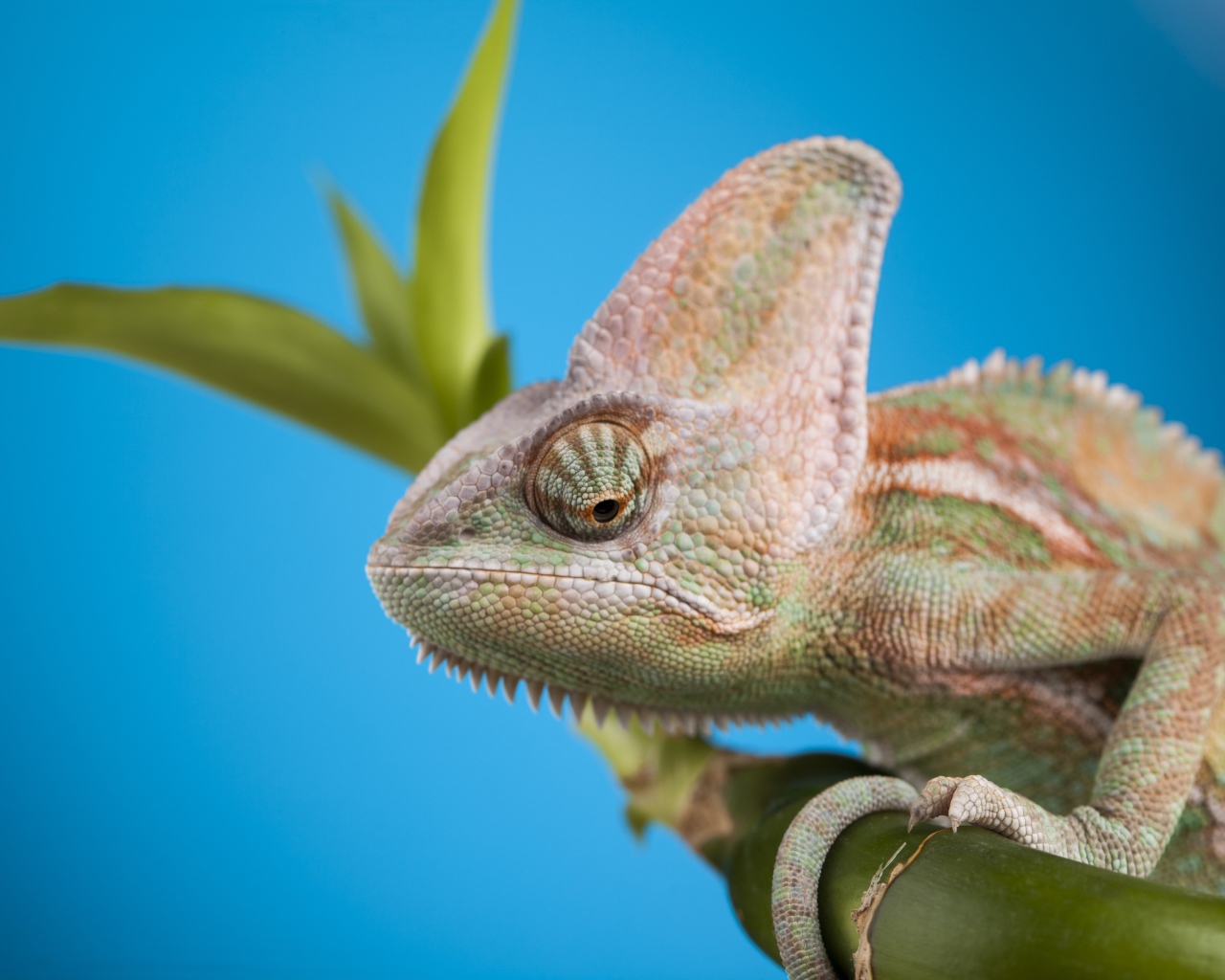 Большой хамелеон сидит на зеленой ветке на голубом фоне