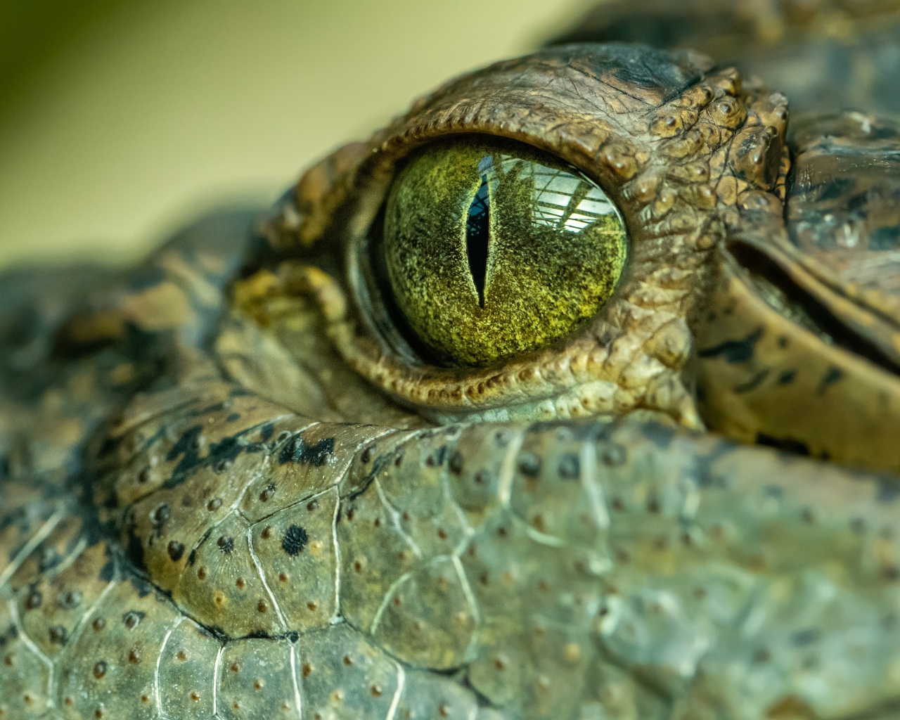 Глаз большого крокодила 