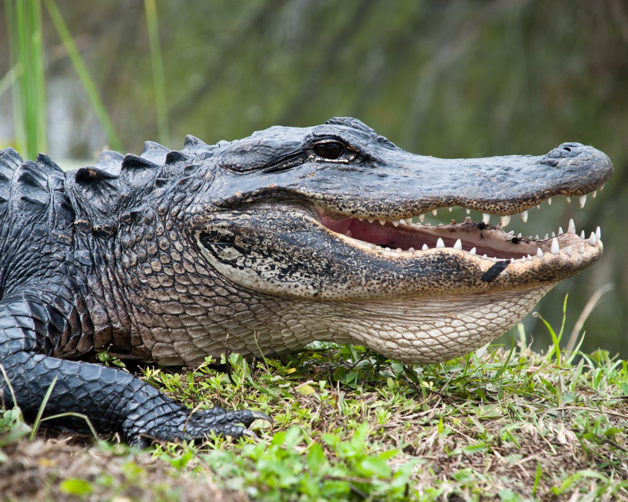 Большой крокодил на зеленой траве 