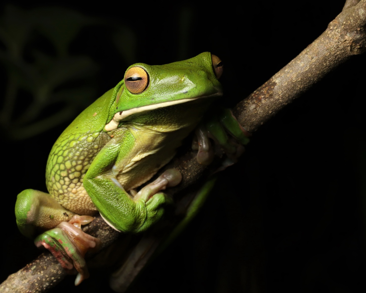 Большая зеленая лягушка сидит на ветке