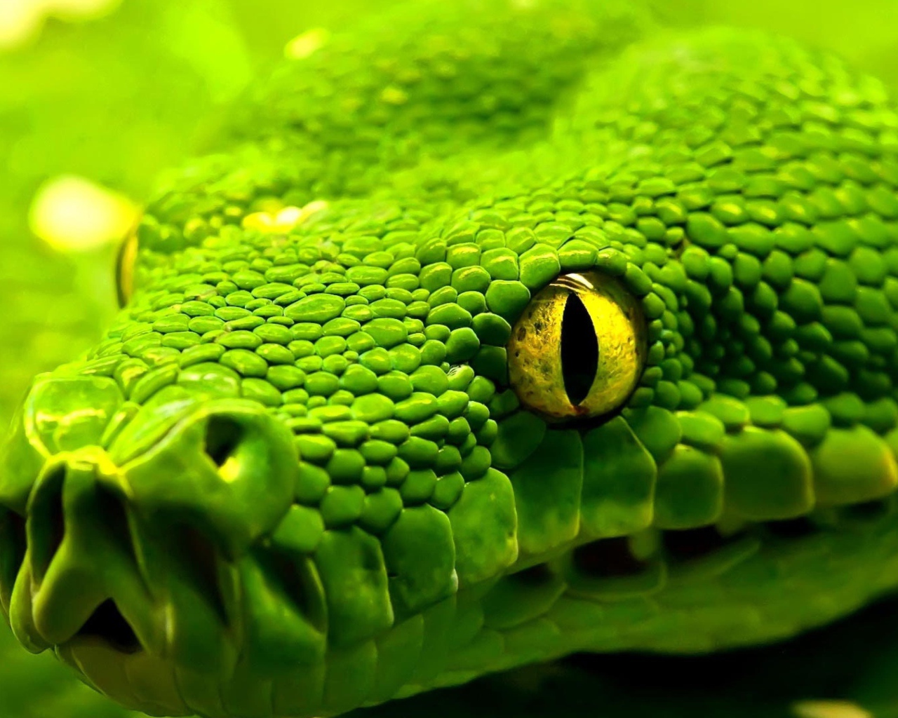 Big green snake with yellow eyes close-up