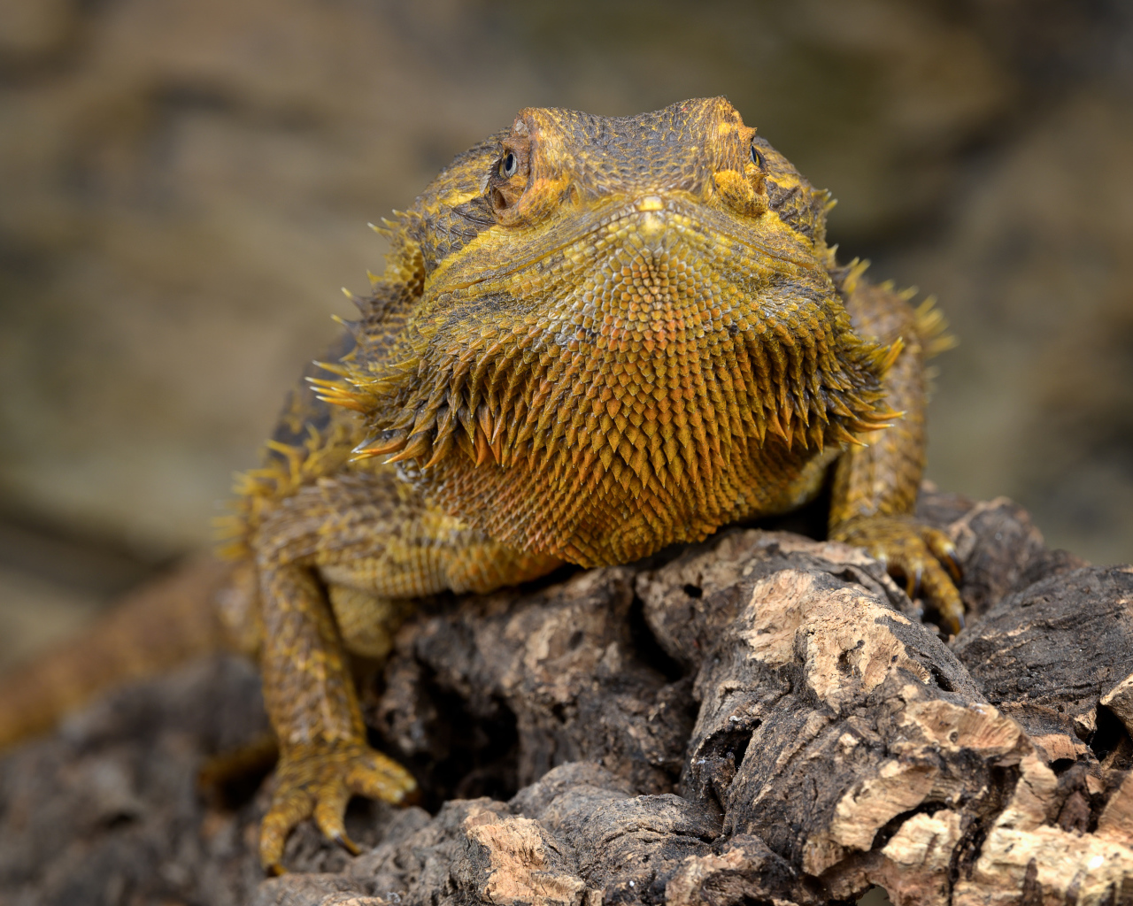 Большая игуана сидит на сухой коряге