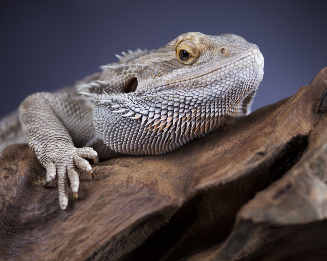 Большая игуана сидит на сухом дереве 