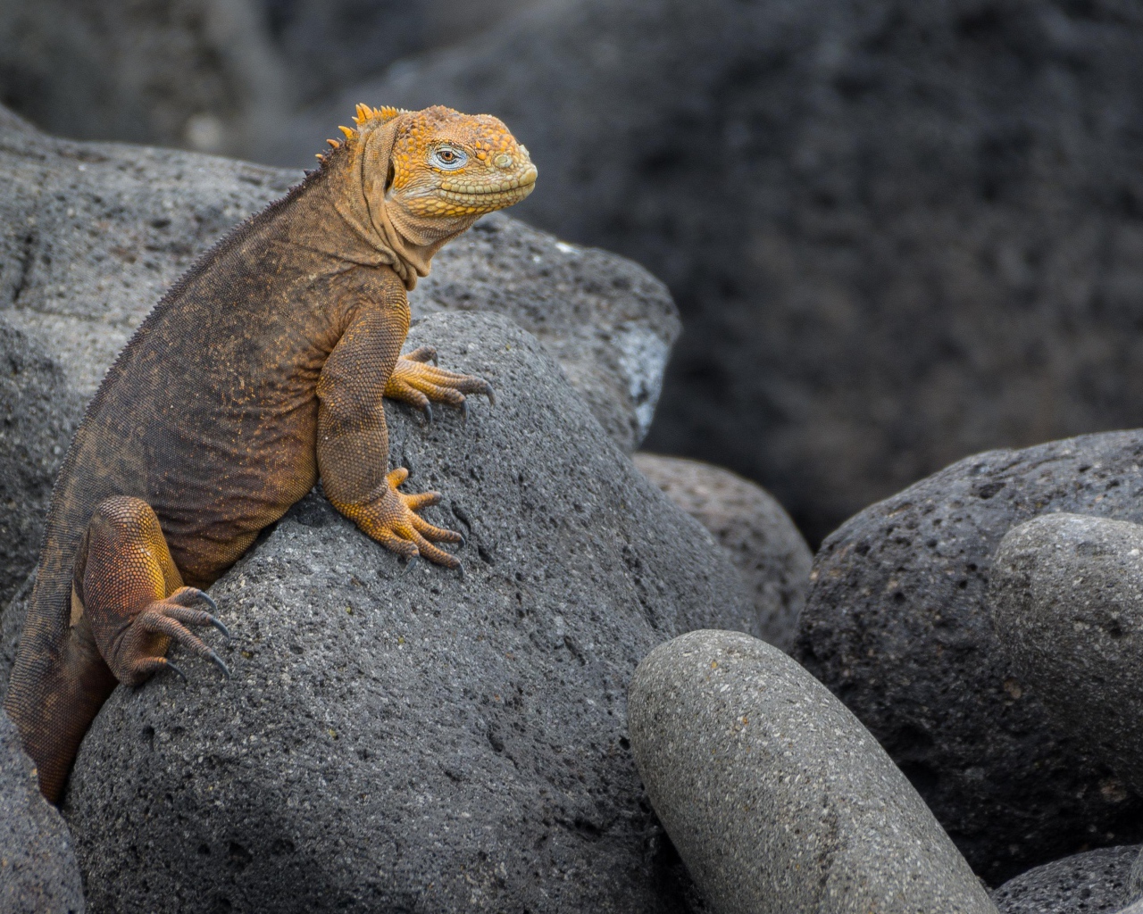Большая игуана сидит на серых камнях 