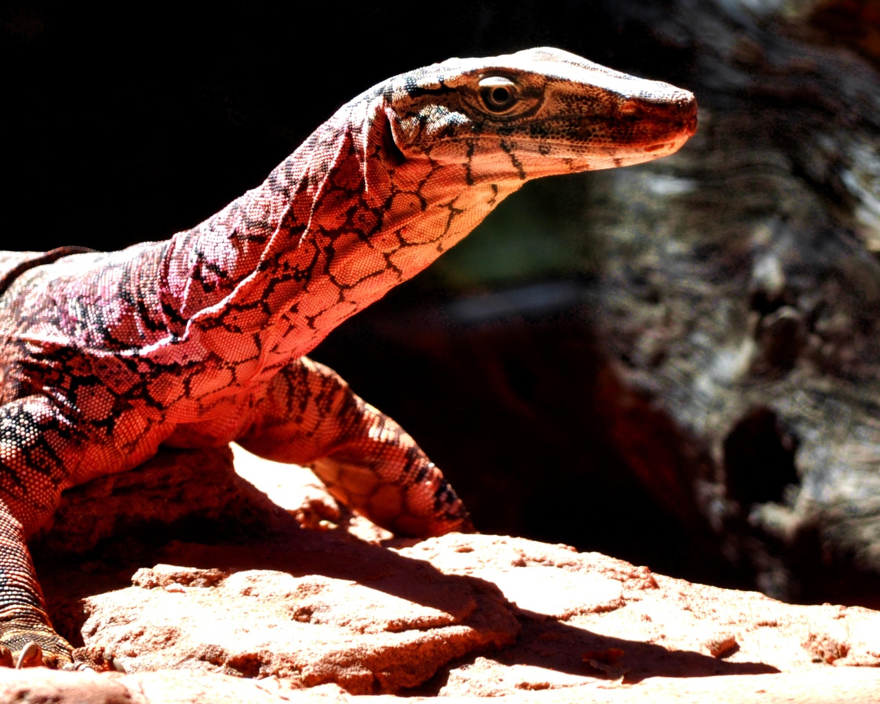 Большой варан стоит на камнях под солнцем