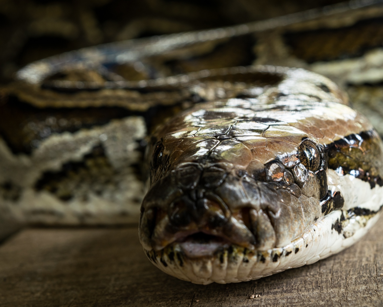 Большой питон крупным планом 