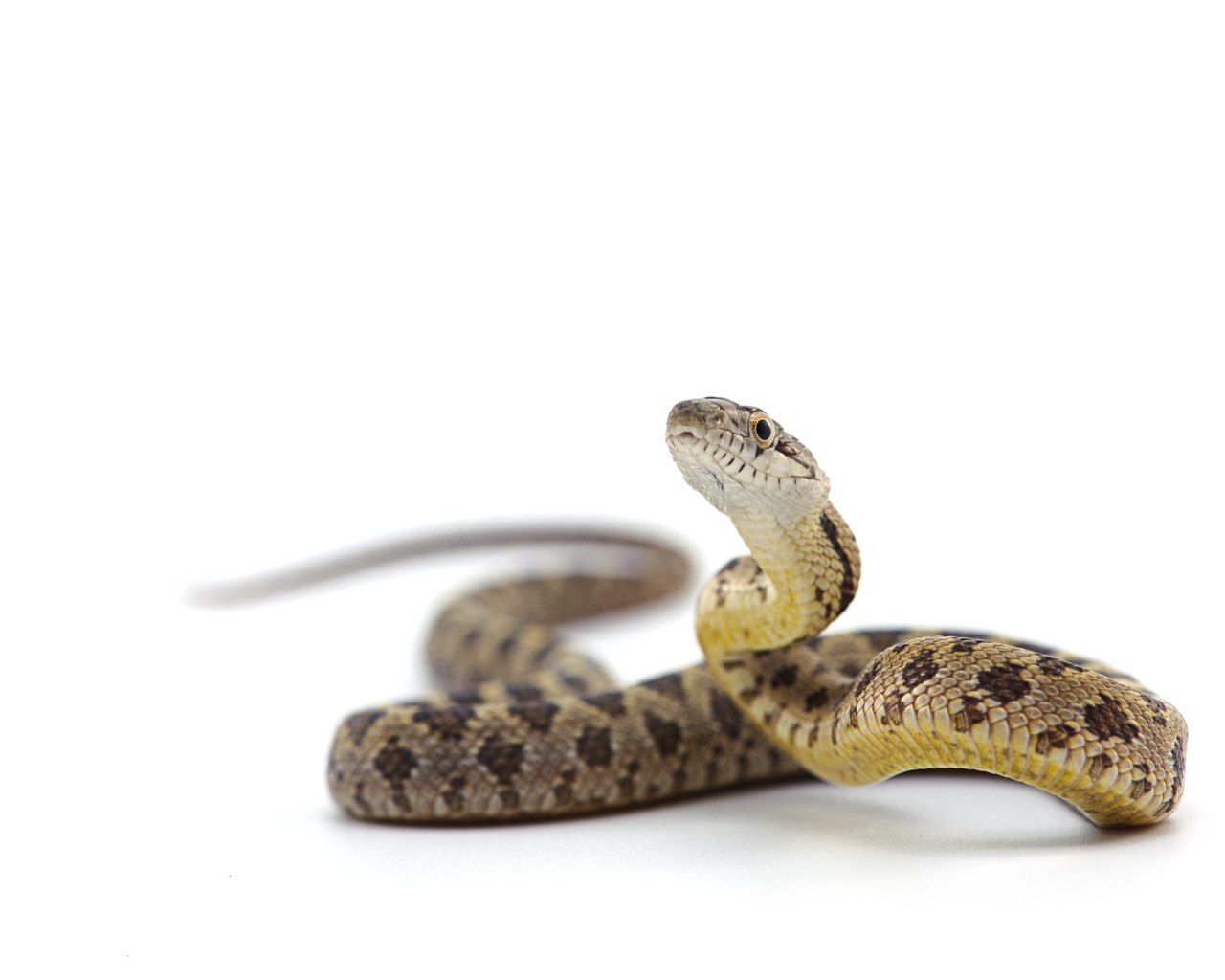 Большая змея на белом фоне