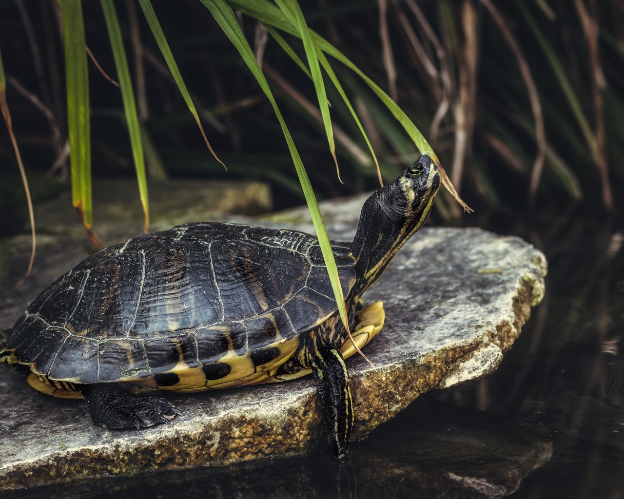 Большая черепаха на камне у воды