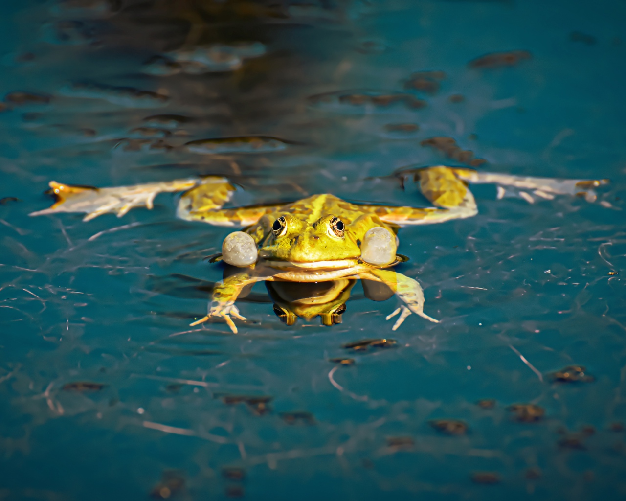 Зеленая лягушка в водоеме